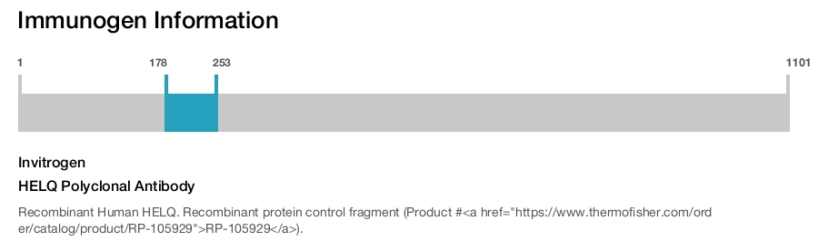HELQ Polyclonal Antibody