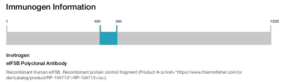 eIF5B Polyclonal Antibody