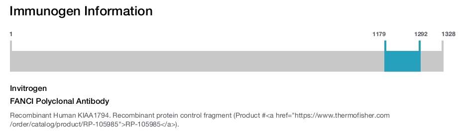 FANCI Polyclonal Antibody