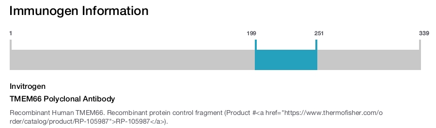 TMEM66 Polyclonal Antibody