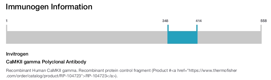 CaMKII gamma Polyclonal Antibody