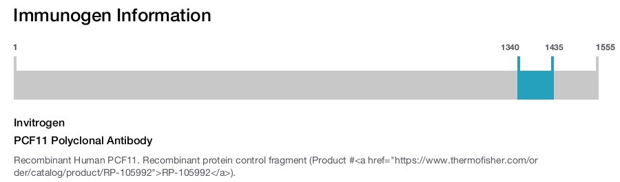 PCF11 Polyclonal Antibody
