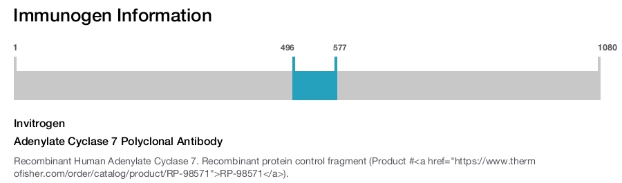 Adenylate Cyclase 7 Polyclonal Antibody