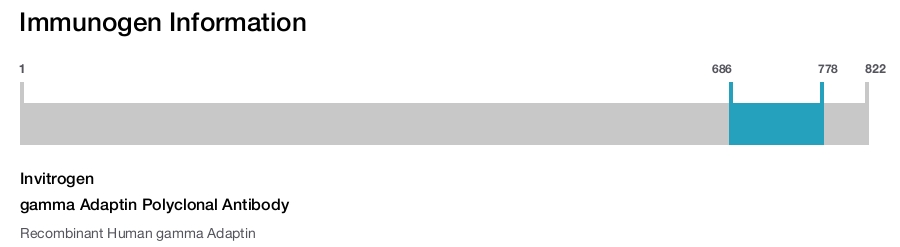 gamma Adaptin Polyclonal Antibody