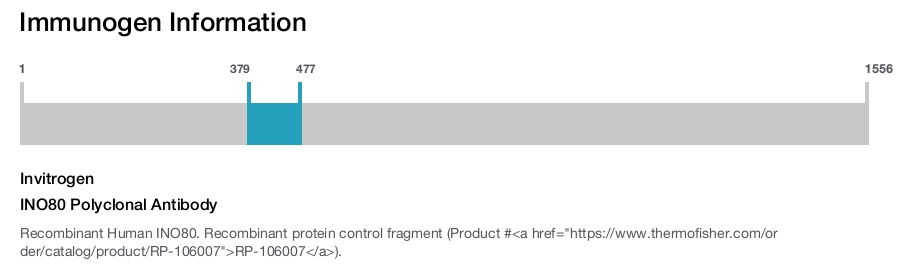 INO80 Polyclonal Antibody