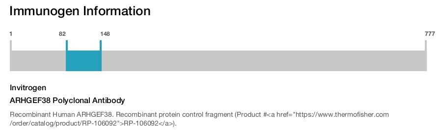 ARHGEF38 Polyclonal Antibody