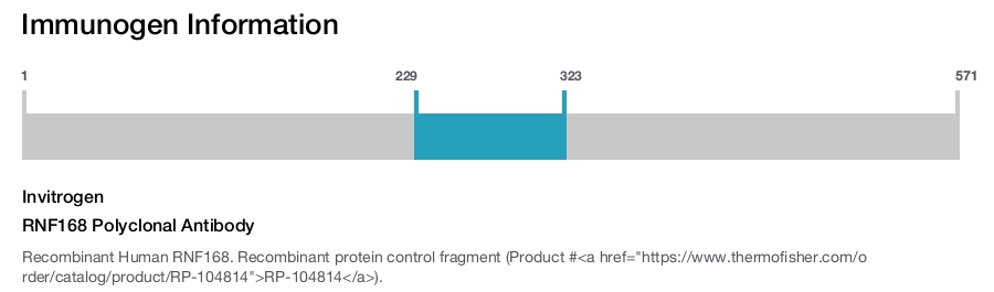RNF168 Polyclonal Antibody