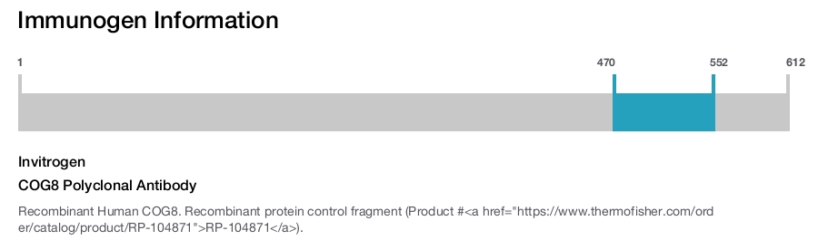 COG8 Polyclonal Antibody
