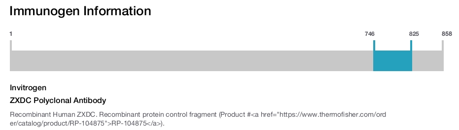 ZXDC Polyclonal Antibody