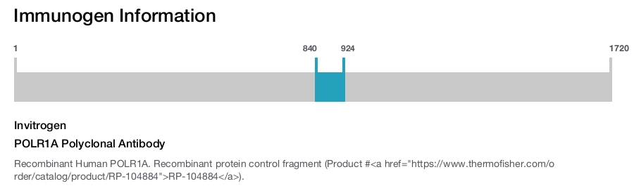 POLR1A Polyclonal Antibody