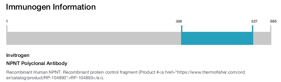 NPNT Polyclonal Antibody