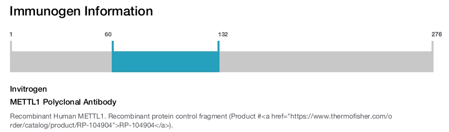 METTL1 Polyclonal Antibody
