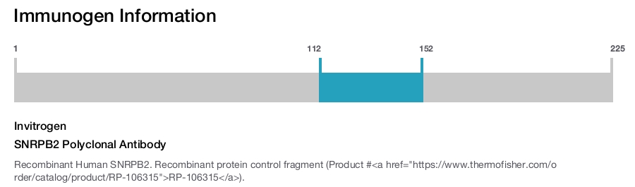 SNRPB2 Polyclonal Antibody