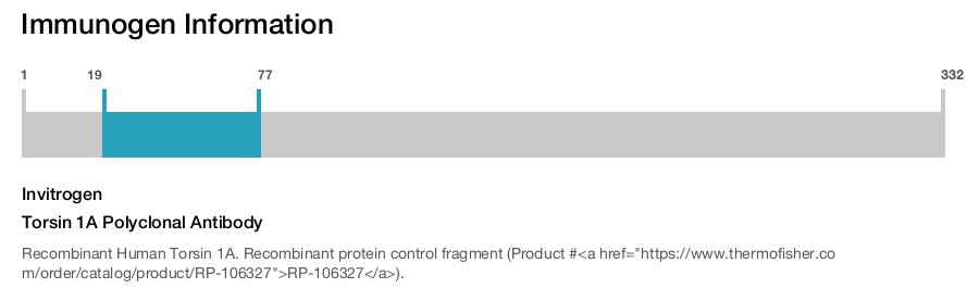Torsin 1A Polyclonal Antibody
