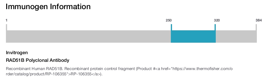 RAD51B Polyclonal Antibody