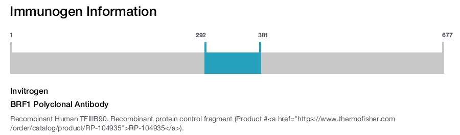 BRF1 Polyclonal Antibody