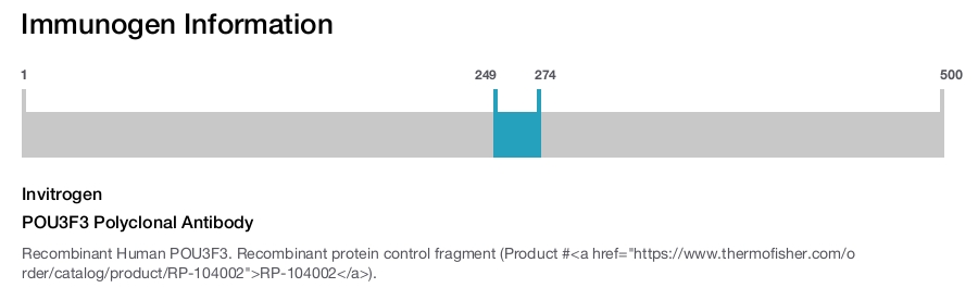 POU3F3 Polyclonal Antibody