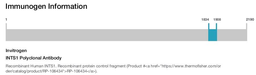INTS1 Polyclonal Antibody