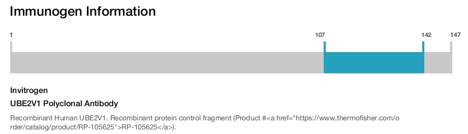 UBE2V1 Polyclonal Antibody