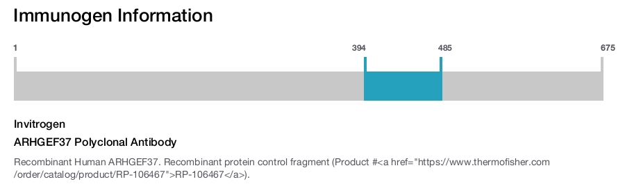 ARHGEF37 Polyclonal Antibody