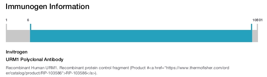 URM1 Polyclonal Antibody