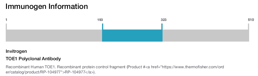 TOE1 Polyclonal Antibody