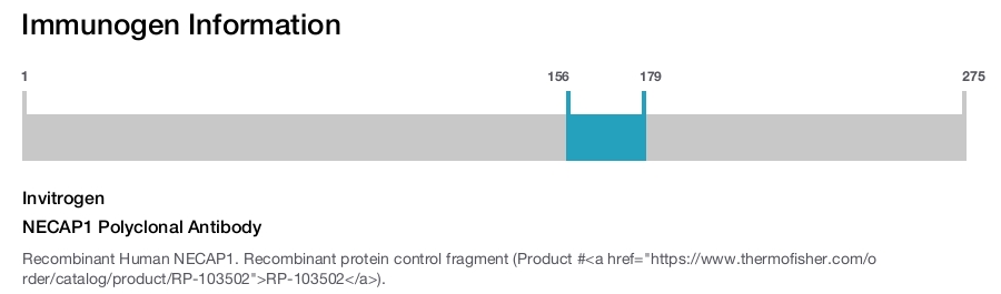 NECAP1 Polyclonal Antibody