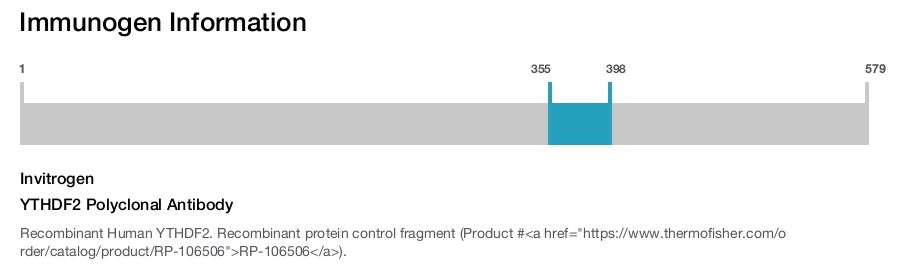 YTHDF2 Polyclonal Antibody