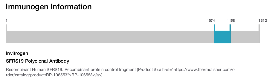 SFRS19 Polyclonal Antibody