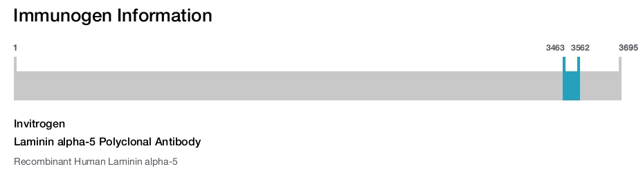 Laminin alpha-5 Polyclonal Antibody