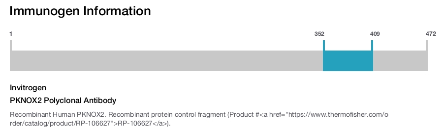 PKNOX2 Polyclonal Antibody