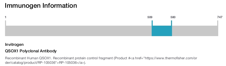 QSOX1 Polyclonal Antibody