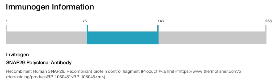 SNAP29 Polyclonal Antibody
