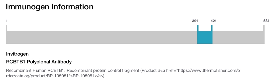 RCBTB1 Polyclonal Antibody