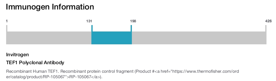 TEF1 Polyclonal Antibody