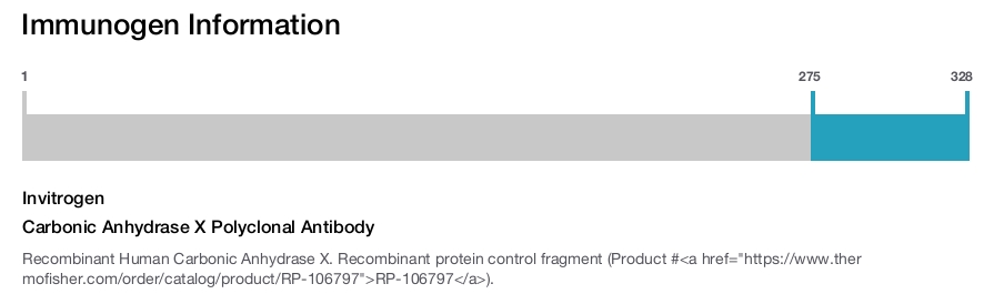 Carbonic Anhydrase X Polyclonal Antibody
