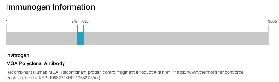 MGA Polyclonal Antibody
