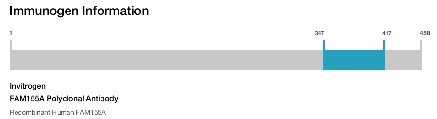 FAM155A Polyclonal Antibody