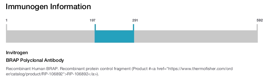BRAP Polyclonal Antibody