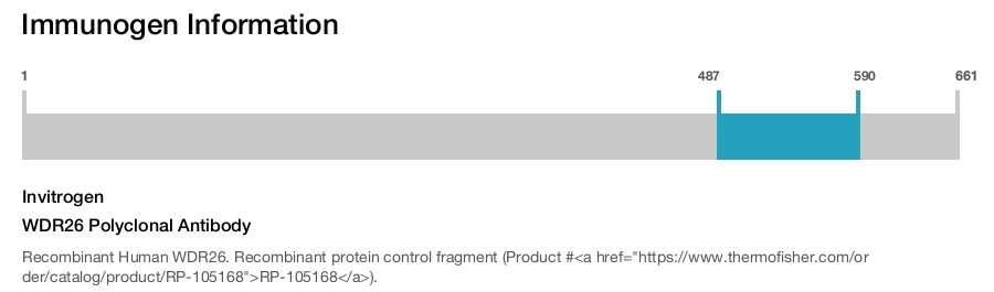 WDR26 Polyclonal Antibody