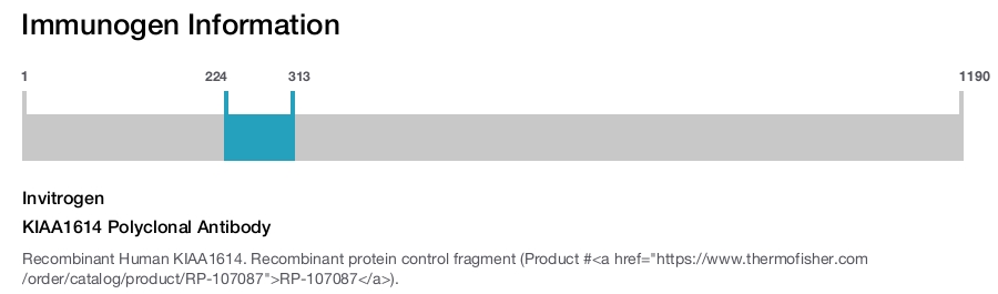 KIAA1614 Polyclonal Antibody
