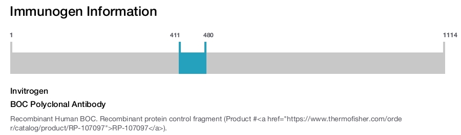 BOC Polyclonal Antibody
