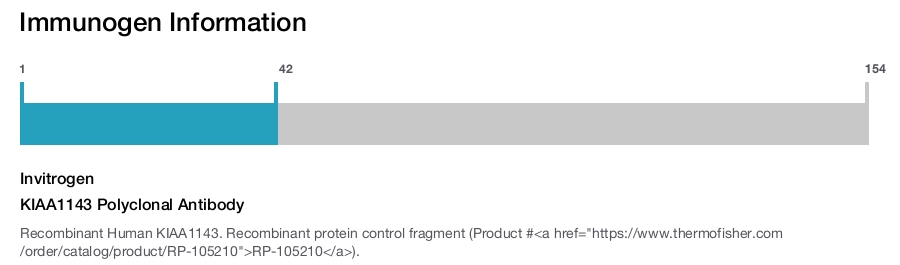 KIAA1143 Polyclonal Antibody