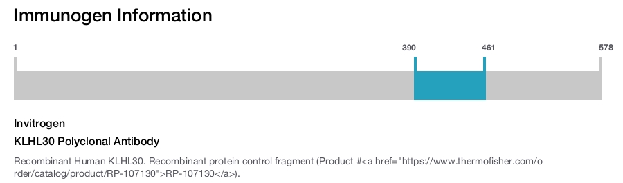 KLHL30 Polyclonal Antibody