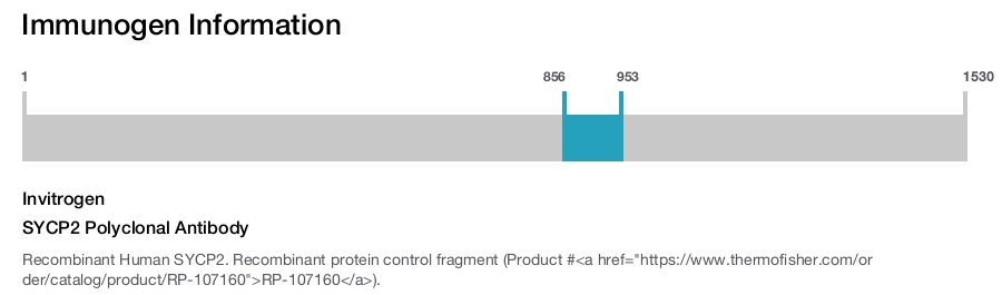 SYCP2 Polyclonal Antibody