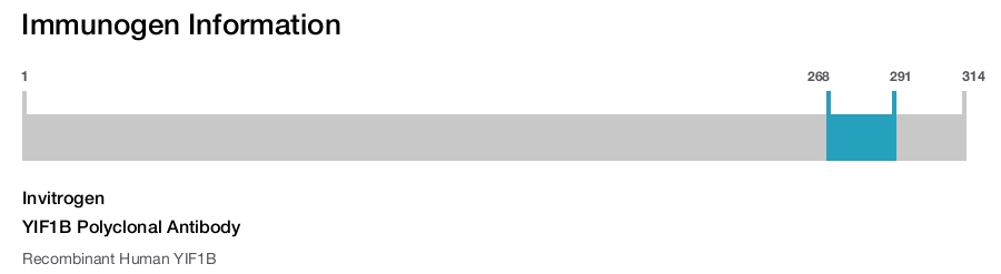 YIF1B Polyclonal Antibody