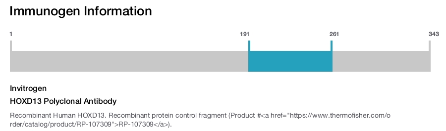 HOXD13 Polyclonal Antibody