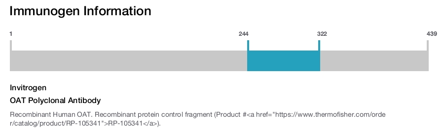 OAT Polyclonal Antibody