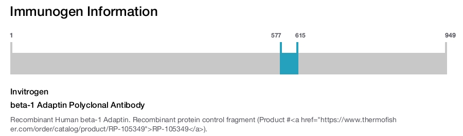 beta-1 Adaptin Polyclonal Antibody