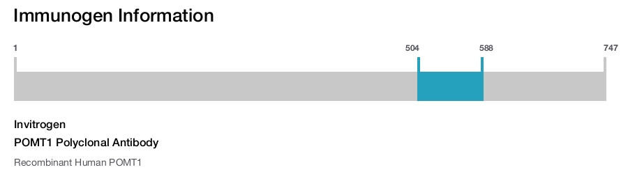 POMT1 Polyclonal Antibody